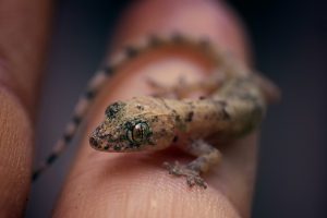 macro closeup shot tiny brown gecko sitting finger human